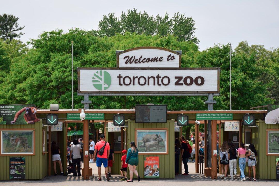 Orangutan Escaped by Swinging in ‘Cartwheel-Like Motion’ and Climbing Down Tower: Toronto Zoo
