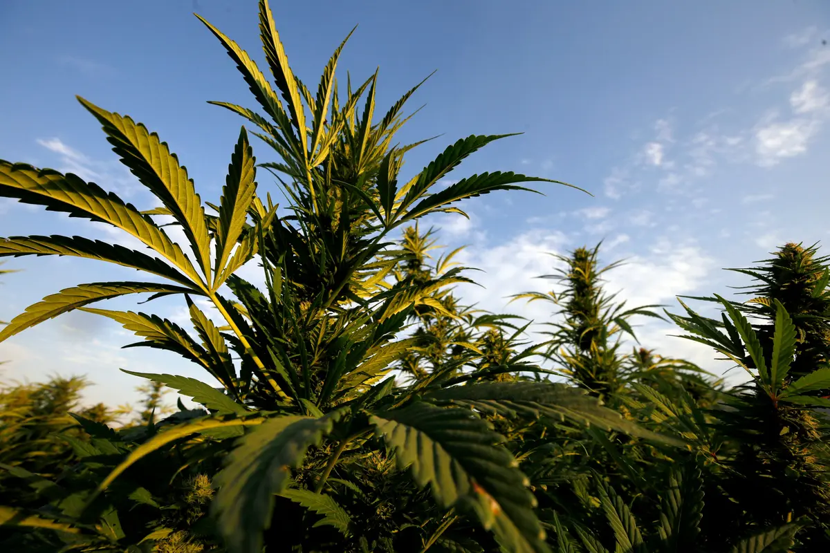 DEA to Hold Hearing on Reclassifying Marijuana as Drug With Lower Risk of Abuse thumbnail