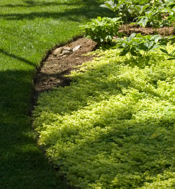 Edge Trim a Lawn